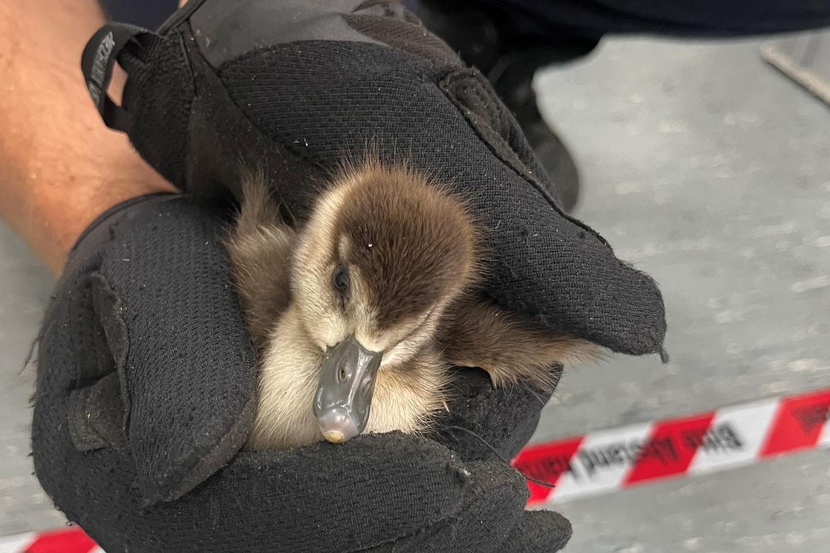 Nilgans in der Obhut der Polizei: Zwei ausgewachsene Tiere und vier Küken hatten eine Autobahn bei Karlsruhe blockiert.