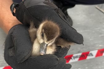 Nilgans in der Obhut der Polizei: Zwei ausgewachsene Tiere und vier Küken hatten eine Autobahn bei Karlsruhe blockiert.