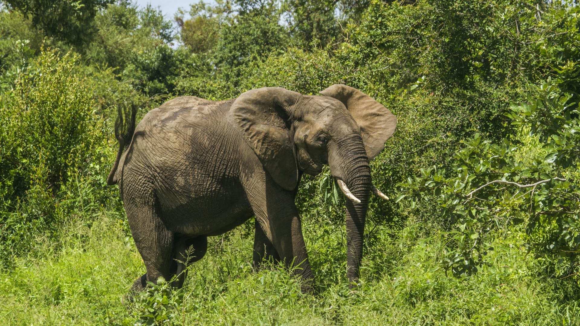 Ein Elefant läuft durch den afrikanischen Busch (Archivbild): Immer wieder kommt es zu Angriffen auf Menschen. Ein Elefant läuft durch den afrikanischen Busch (Archivbild): Immer wieder kommt es zu Angriffen auf Menschen.
