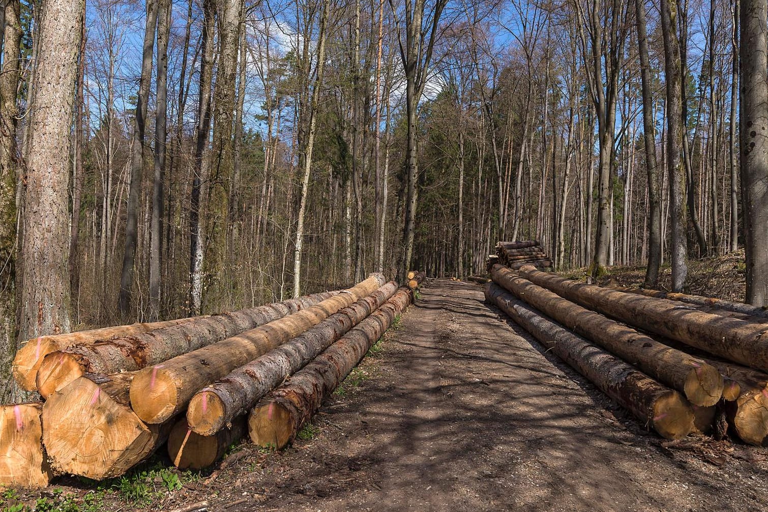 Fichtenstämme neben einem Waldweg in Franken (Archiv): Mit einer Maschine soll ein Waldarbeiter Stämme um sich geschleudert haben.