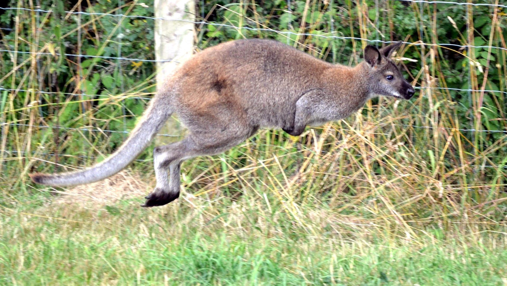 Känguru Skippy in Hessen (Archiv): Bei einer Züchterfamilie fand das Beuteltier ein neues Zuhause.