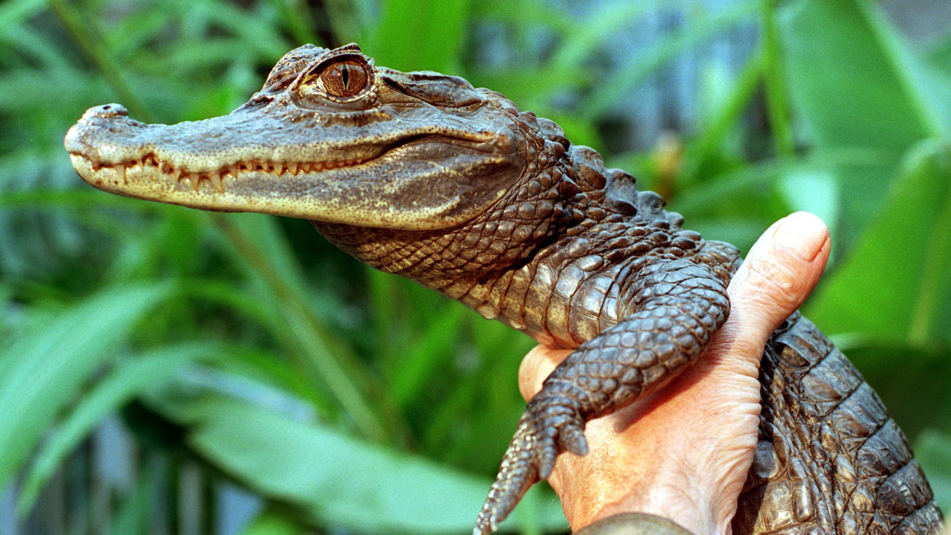 Der Brillenkaiman Sammy (Archiv): 1994 entwischt das Reptil an einem Badesee nahe Düsseldorf.