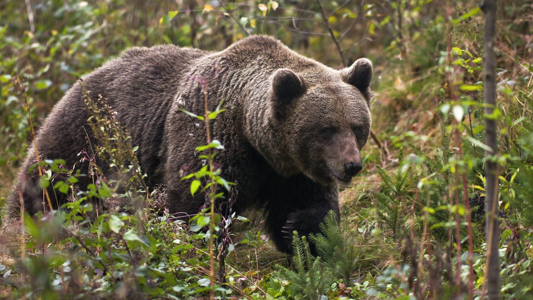 Ein Braunbär im Bärenpark im Schwarzwald (Archiv): In Kufstein ist derzeit ein Braunbär unterwegs.