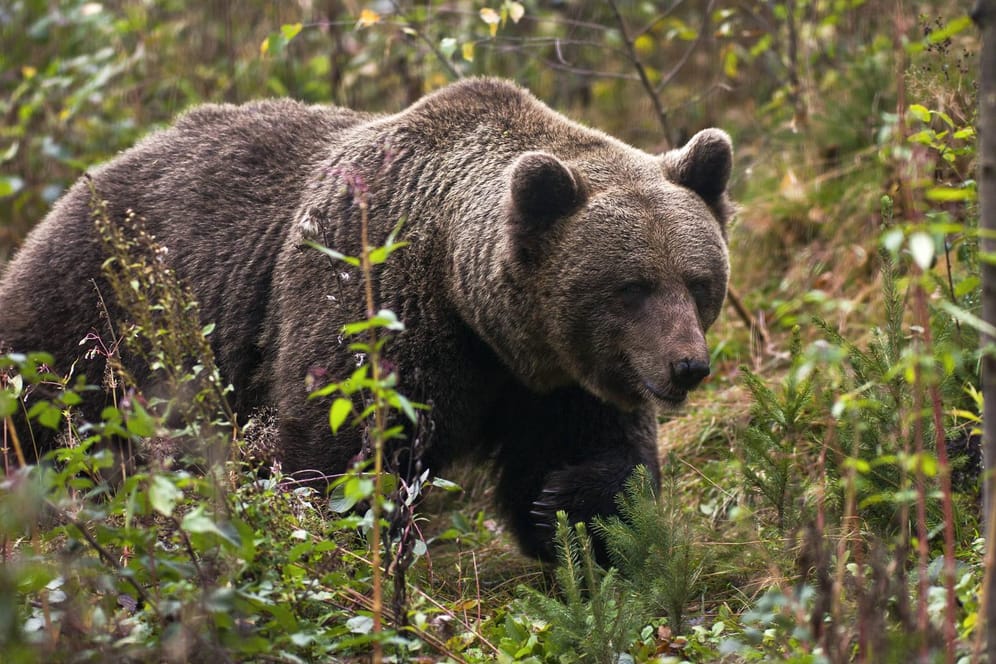 Ein Braunbär im Bärenpark im Schwarzwald (Archiv): In Kufstein ist derzeit ein Braunbär unterwegs.