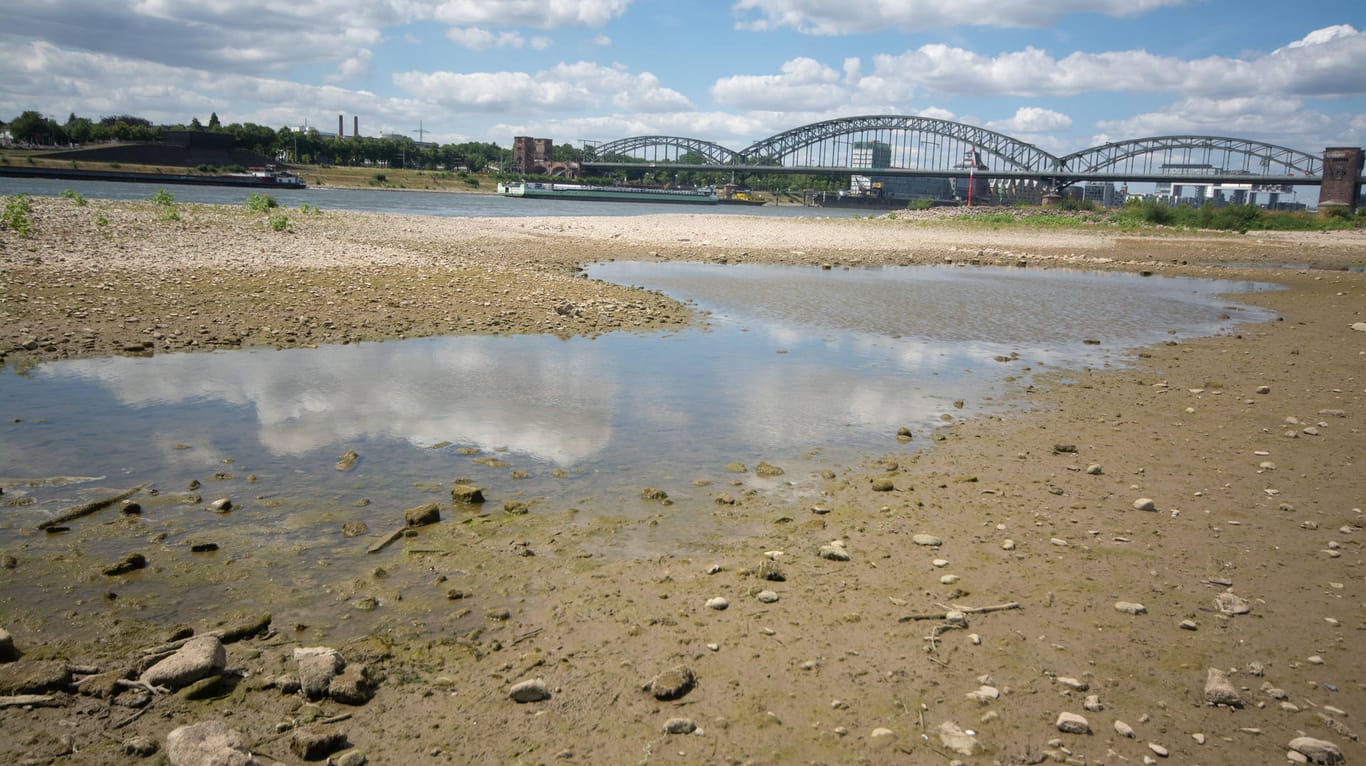 Folge der Trockenheit: Der Rhein hat derzeit einen außergewöhnlich niedrigen Pegelstand.