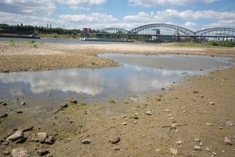 Folge der Trockenheit: Der Rhein hat derzeit einen außergewöhnlich niedrigen Pegelstand.