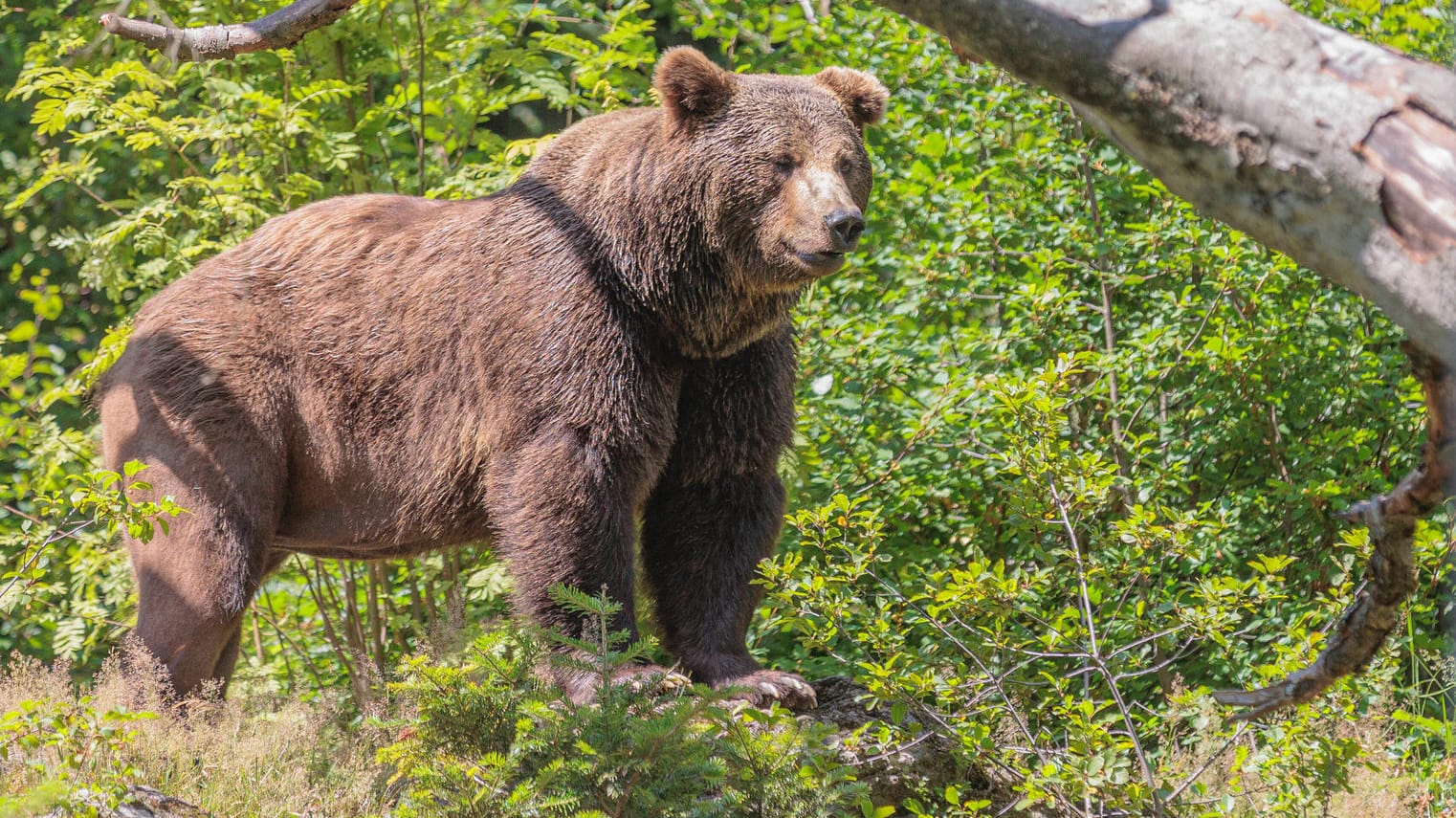 Ein Braunbär in einem Tierfreigelände in Bayern: Ein Bär hat bei Kufstein wohl bereits ein Schaf gerissen. (Symbolbild)