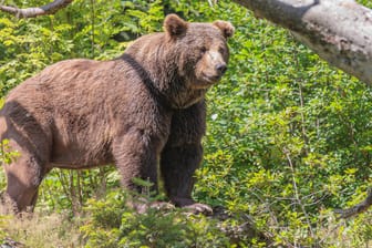 Ein Braunbär in einem Tierfreigelände in Bayern: Ein Bär hat bei Kufstein wohl bereits ein Schaf gerissen. (Symbolbild)