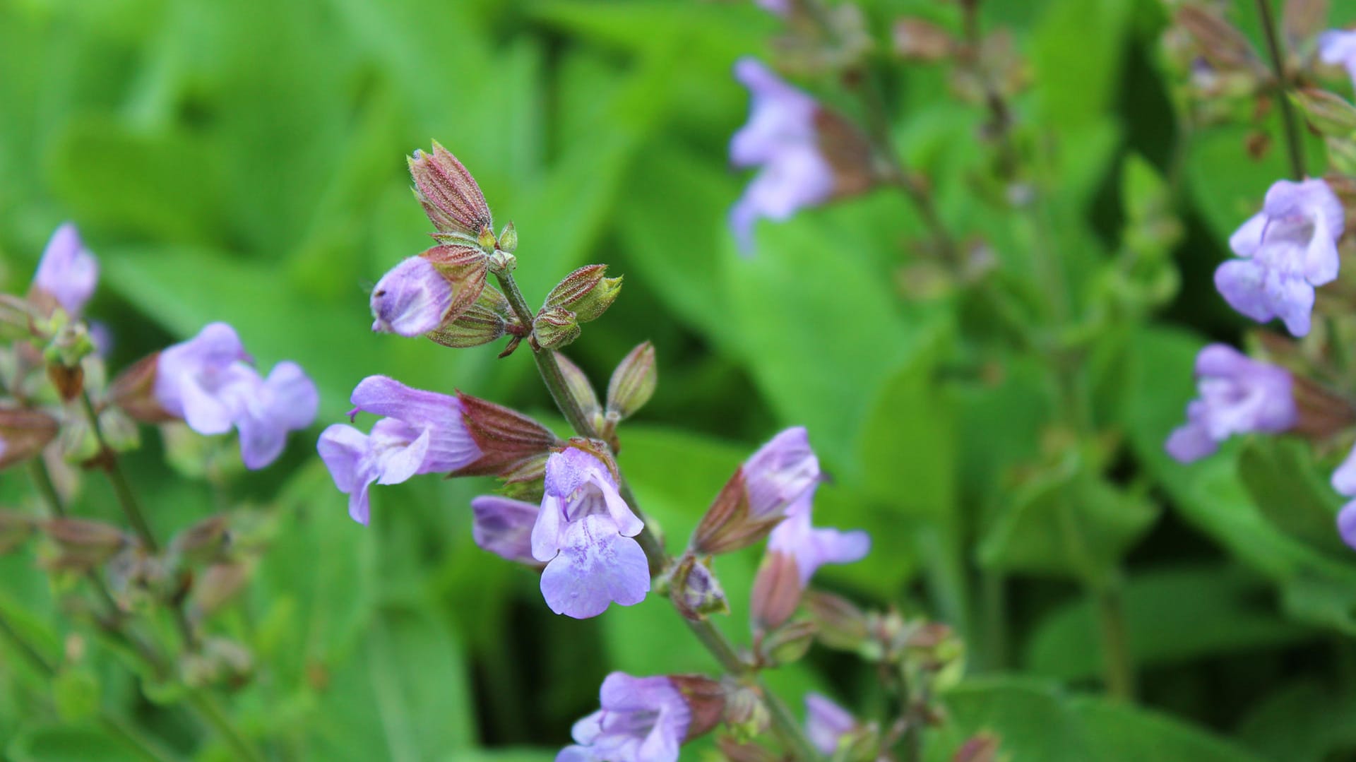 Echter Salbei (Salvia officinalis) im Garten. Zwischen Mai und Anfang Juli blüht die Pflanze. Im Spätsommer kann es zu einer Nachblüte kommen.