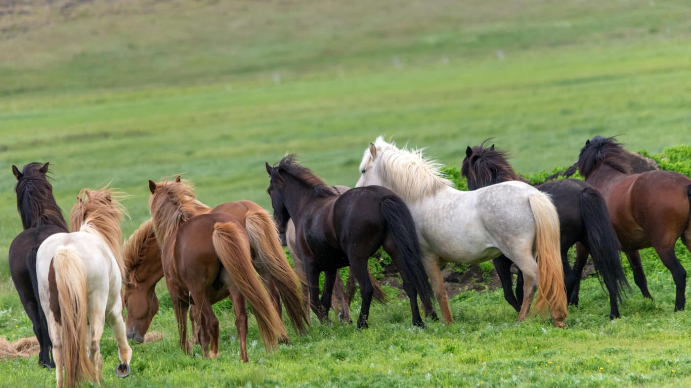 Eine Herde Ponys auf einer Wiese (Symbol): Der Vorfall ereignete sich, als eine Gruppe Kinder am Abend Ponys auf ein Feld führte.