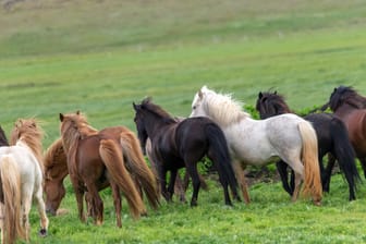 Eine Herde Ponys auf einer Wiese (Symbol): Der Vorfall ereignete sich, als eine Gruppe Kinder am Abend Ponys auf ein Feld führte.