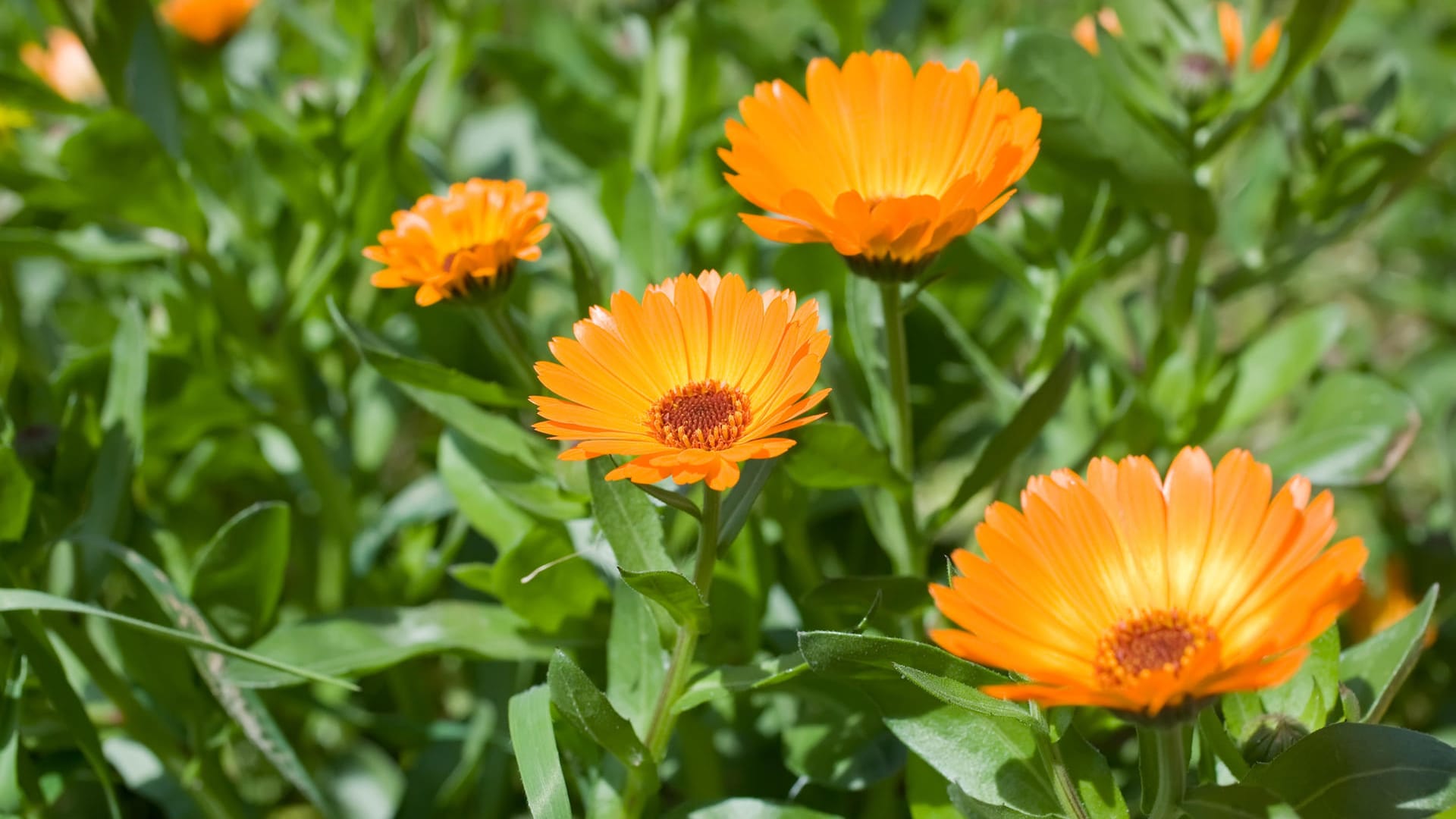 Ringelblume: Ringelblume (lat. Calendula officinalis): Bei kleinen Verletzungen und Entzündungen auf der Haut oder auf den Schleimhäuten kann in Form einer Salbe die Ringelblume den Heilungsprozess fördern.