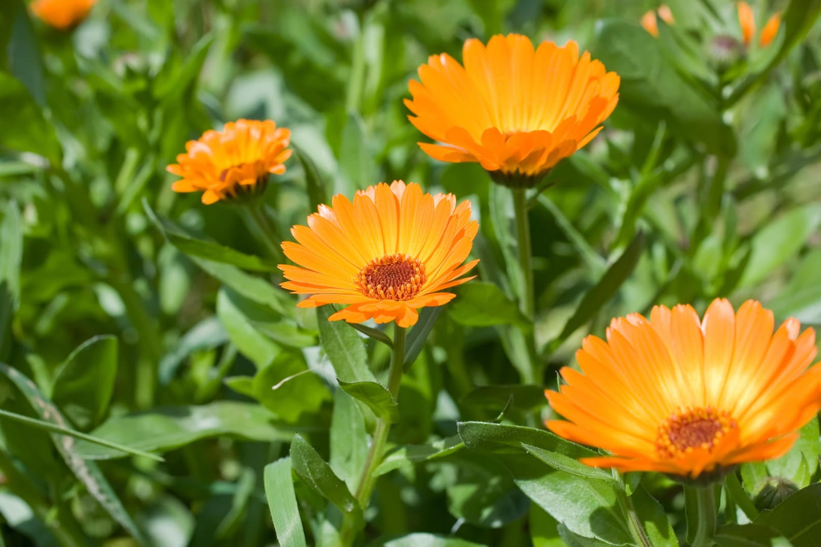 Ringelblume: Ringelblume (lat. Calendula officinalis): Bei kleinen Verletzungen und Entzündungen auf der Haut oder auf den Schleimhäuten kann in Form einer Salbe die Ringelblume den Heilungsprozess fördern.