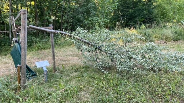 Ein umgesägter Erinnerungsbaum in der Gedenkstätte von Buchenwald: Unbekannte haben mehrere Bäume gefällt. Ein umgesägter Erinnerungsbaum in der Gedenkstätte von Buchenwald: Unbekannte haben mehrere Bäume gefällt.