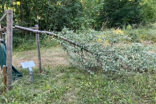 Ein umgesägter Erinnerungsbaum in der Gedenkstätte von Buchenwald: Unbekannte haben mehrere Bäume gefällt.