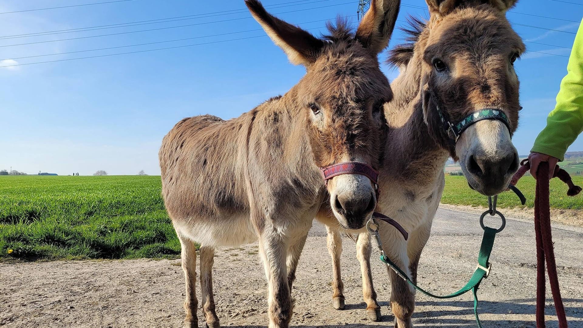 Voll im Trend: Der Esel als Haustier liegt auf der Beliebtheitsskala im Jahr 2022 ganz weit vorne.