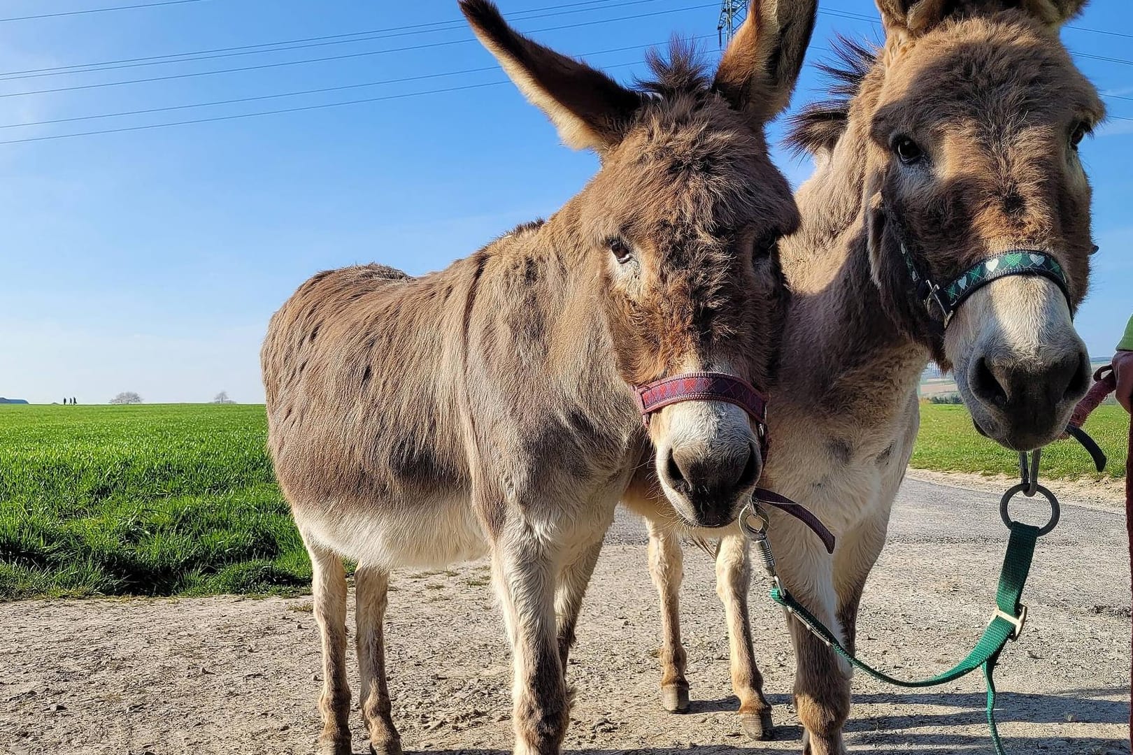 Voll im Trend: Der Esel als Haustier liegt auf der Beliebtheitsskala im Jahr 2022 ganz weit vorne.