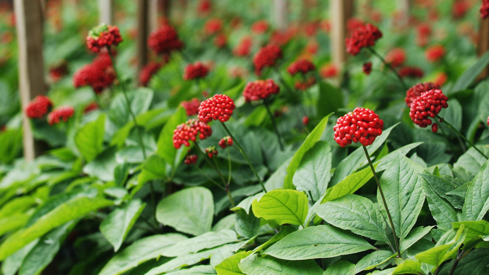 Ginseng blüht im dritten Jahr. In den kleinen, leuchtend roten Beeren wachsen die Samen, mit denen sich die Pflanze vermehrt.