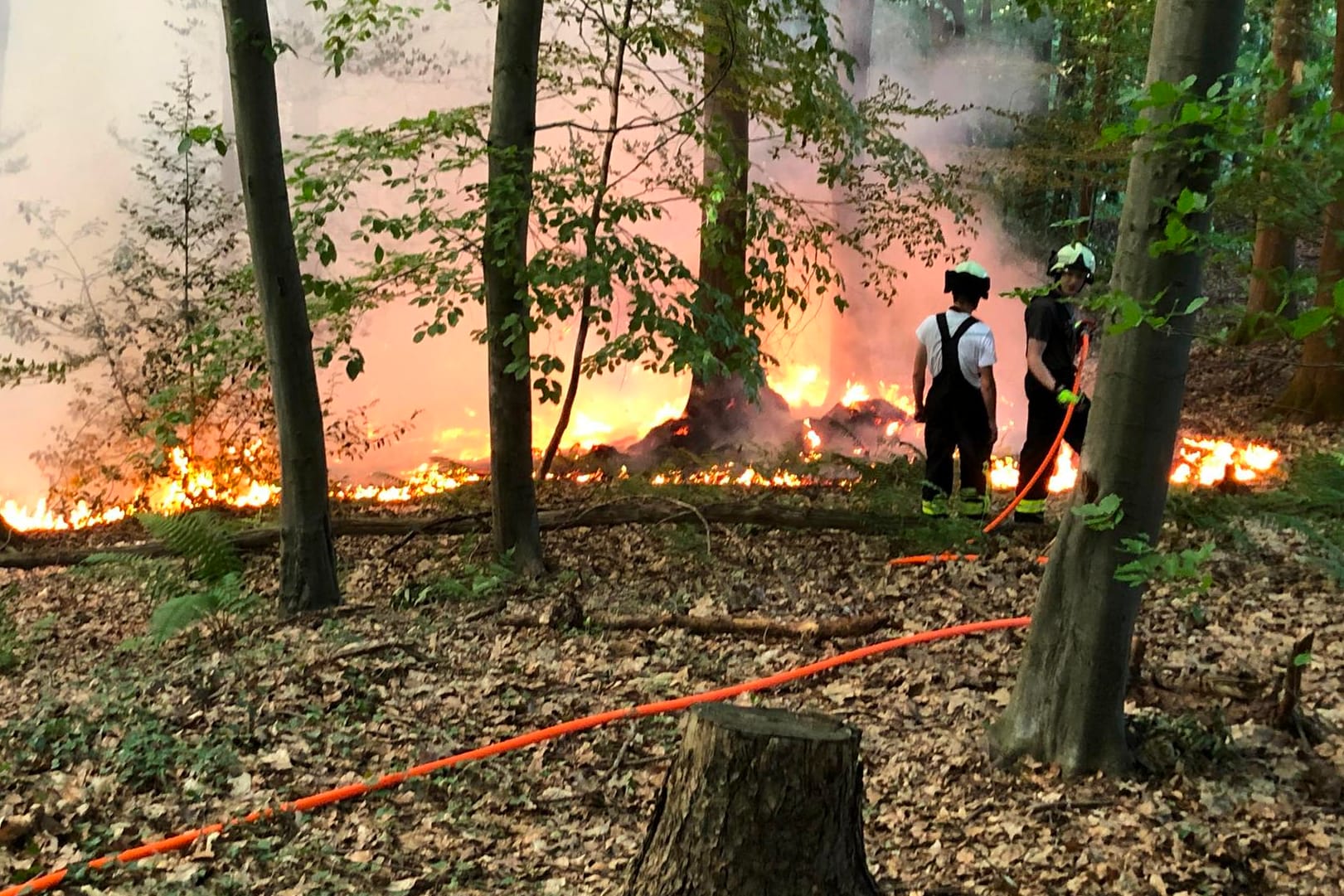 Feuerwehrleute bekämpfen einen Waldbrand in Hennef in Nordrhein-Westfalen.