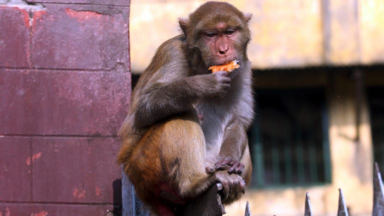 Makake in Japan: Die Affen sind dort zur Plage geworden (Symbolbild).
