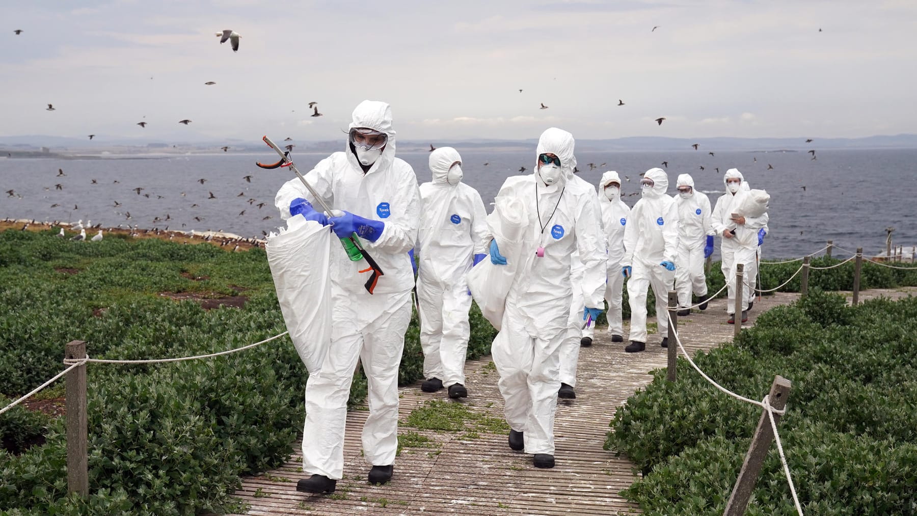 Bird flu outbreak in the UK: thousands dead