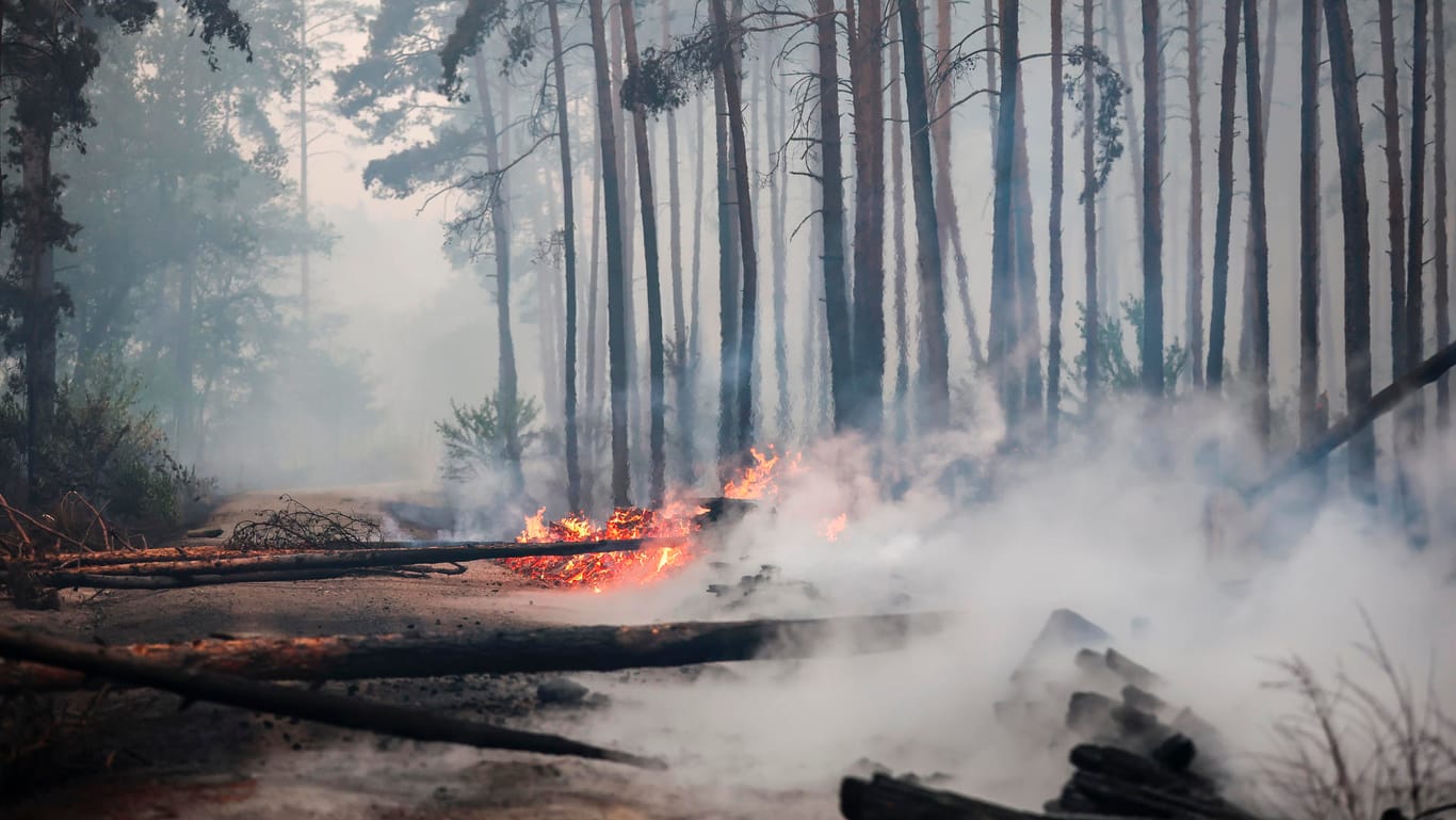 Brennende Bäume blockieren den Weg während eines Waldbrandes im Landkreis Elbe-Elster: Es brennt auf einer Fläche von 800 Hektar.