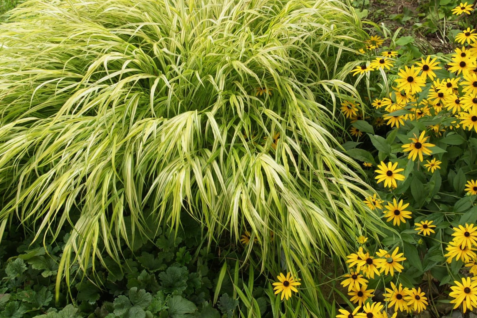 Japanisches Berggras: Die Staude wird am besten von April bis Juni angepflanzt und gedeiht besonders gut im Halbschatten.