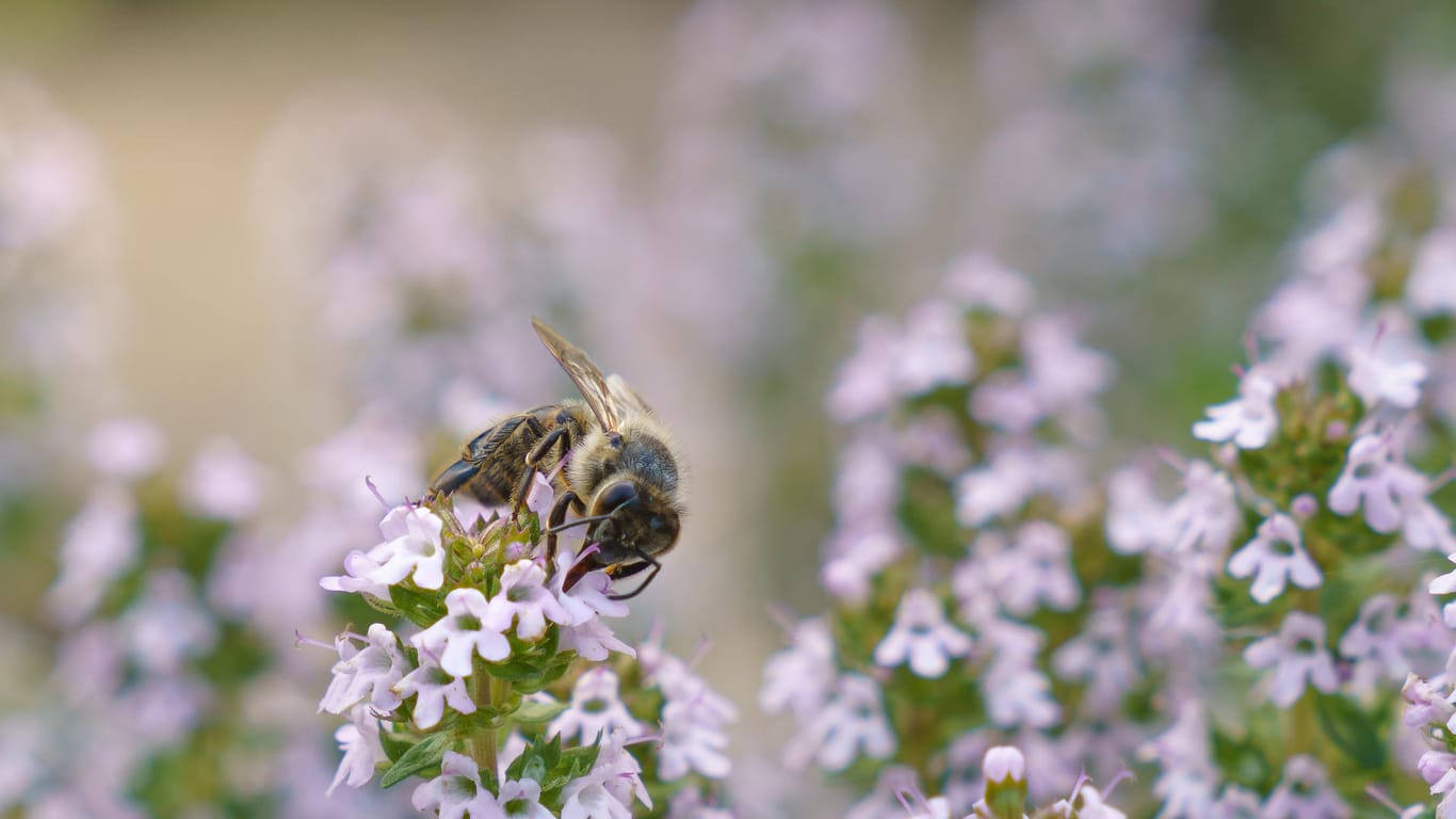 Biene auf Thymianblüte: Thymian blüht in kleinen weißen, rosa- oder lilafarbenen Blüten und lockt mit seinem Duft die Bienen an.