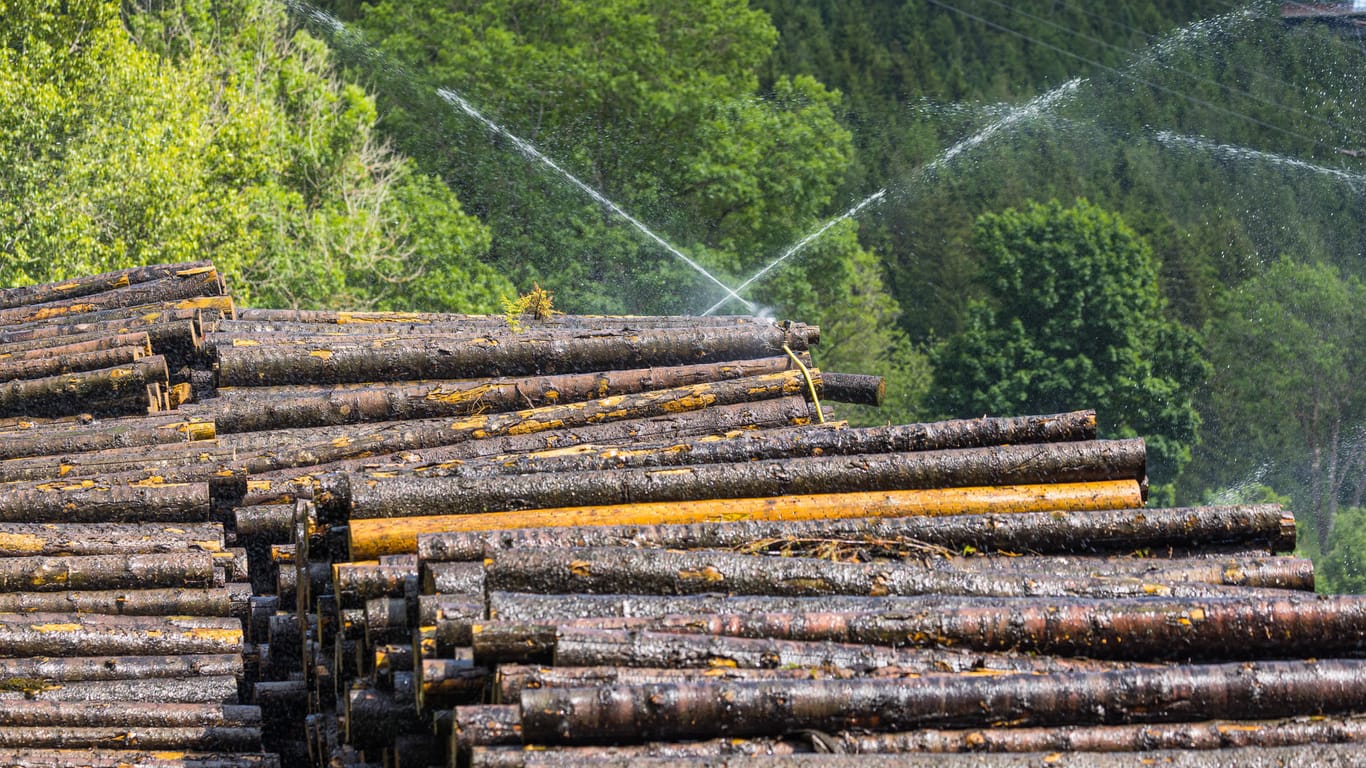Baumstämme im Südschwarzwald: Beispielhaft für den zu schnellen Verbrauch von Ressourcen in Deutschland steht der überdurchschnittlich hohe pro Kopf Verbrauch von Holz. (Symbolbild)