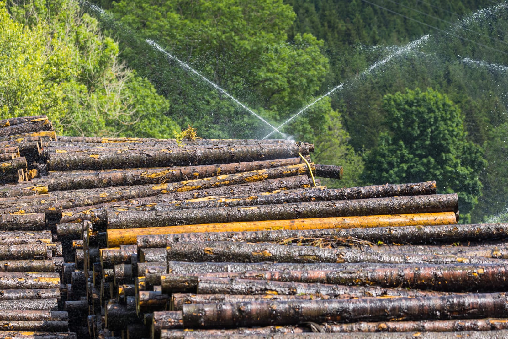 Baumstämme im Südschwarzwald: Beispielhaft für den zu schnellen Verbrauch von Ressourcen in Deutschland steht der überdurchschnittlich hohe pro Kopf Verbrauch von Holz. (Symbolbild)