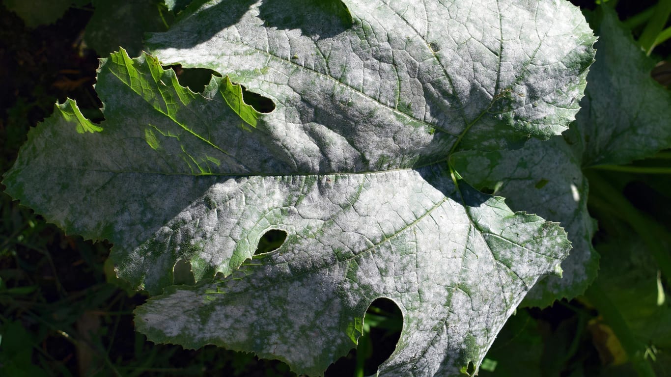Echter Mehltau auf einem Zucchiniblatt: Die Pilzinfektion wird durch Insekten oder den Wind übertragen.