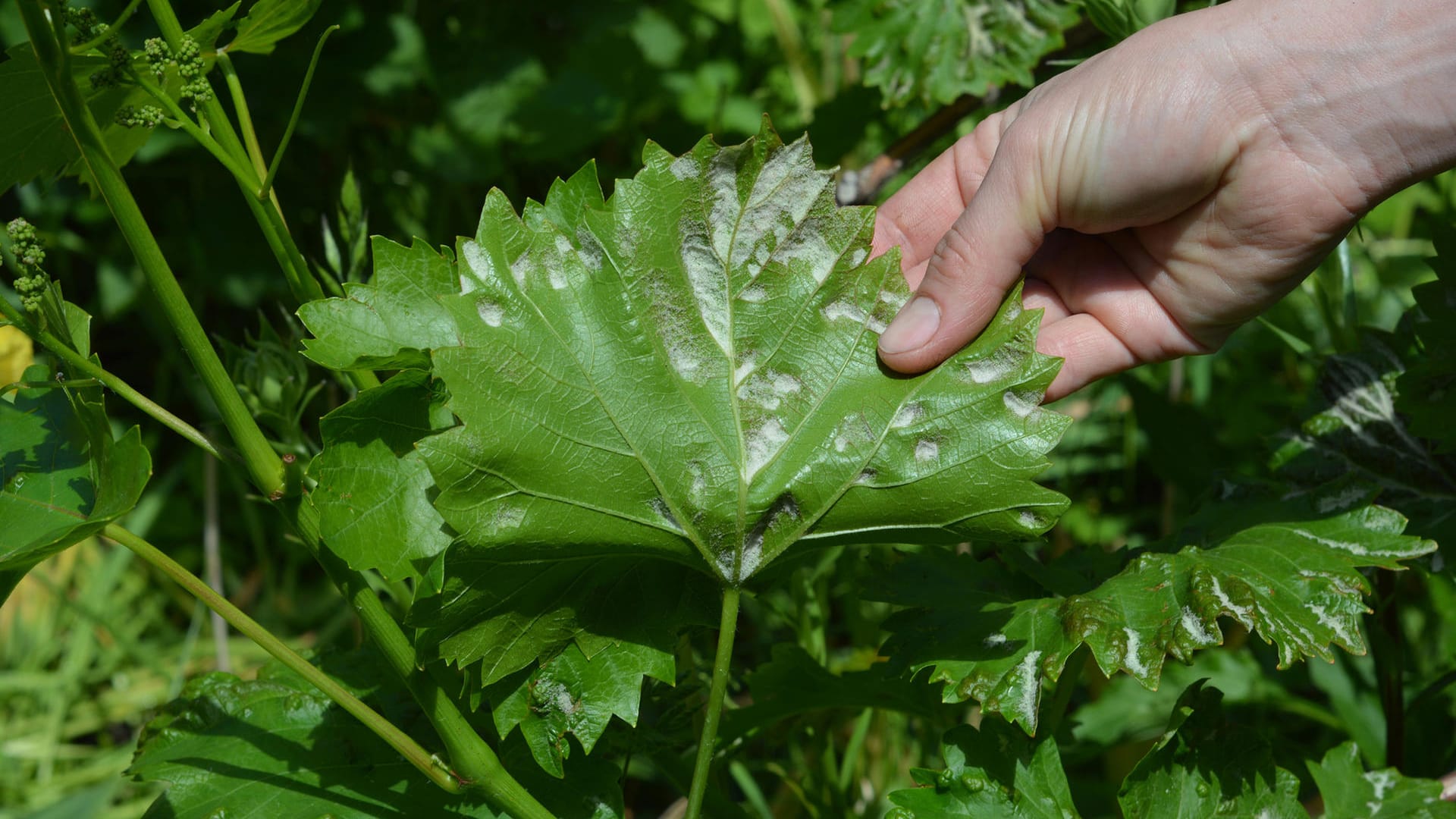 Weinblatt: Bei einigen Pflanzen ist der Verlauf der Infektion atypisch.