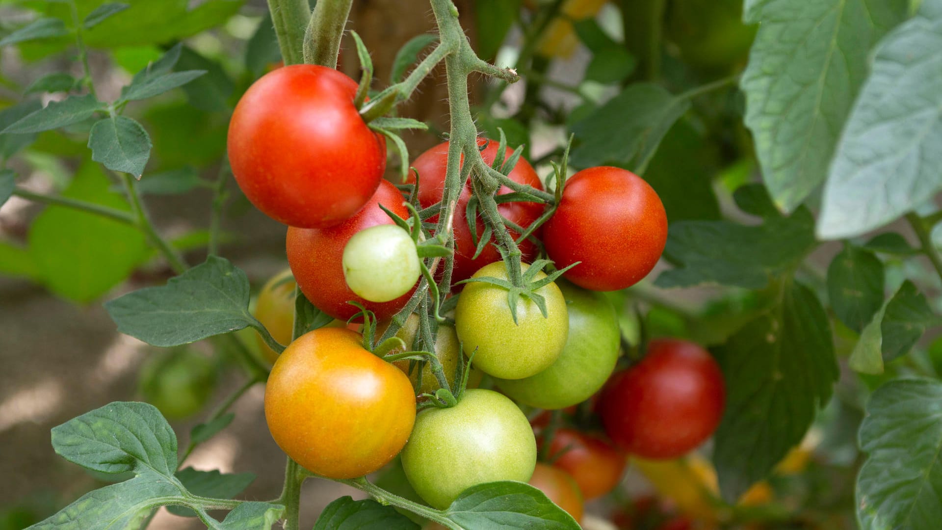 Reife und unreife Tomaten: Tomaten, die noch grün oder orange sind, sollten Sie lieber nicht essen.