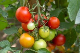 Reife und unreife Tomaten: Tomaten, die noch grün oder orange sind, sollten Sie lieber nicht essen.