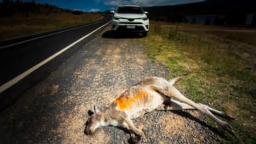 Unterwegs im australischen Outback: Sie sollten immer auf Tiere wie Kängurus oder Strauße achten.