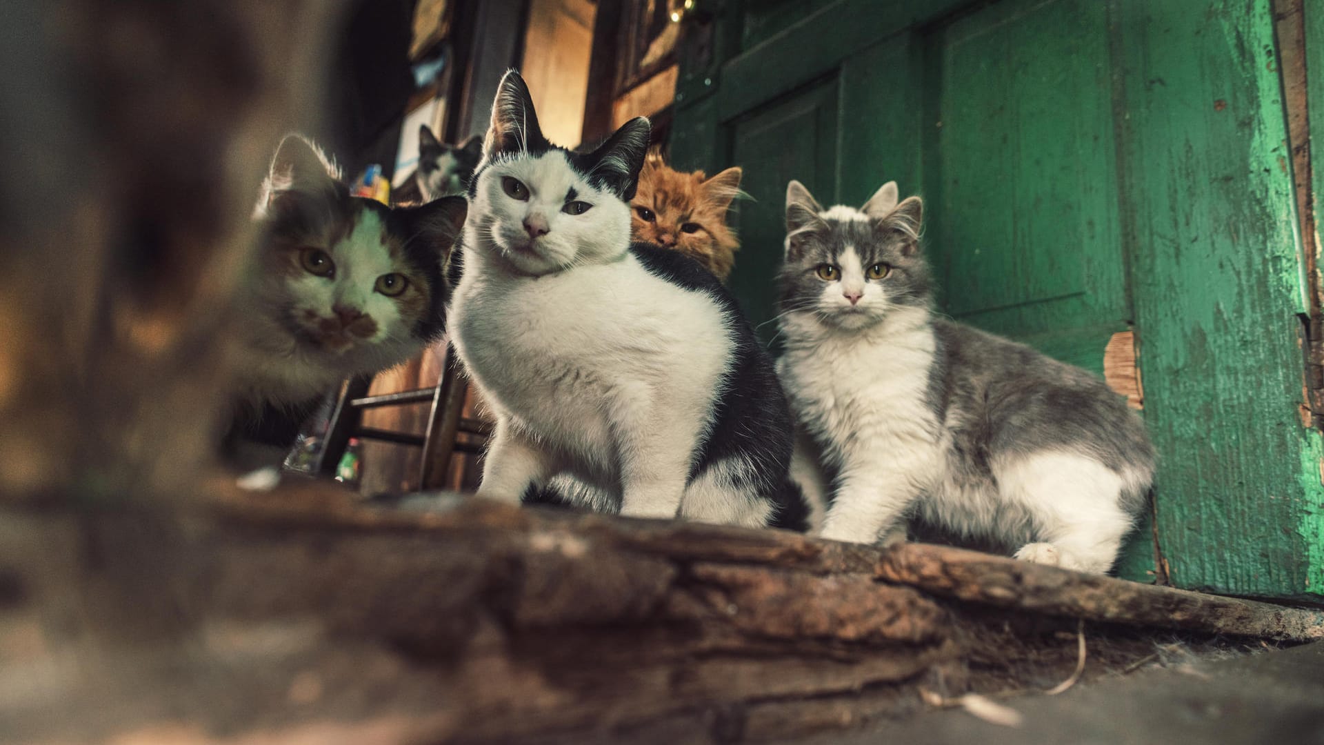 Sozialverhalten der Katzen: Forscher haben einen Zusammenhang mit dem Hormonhaushalt festgestellt.