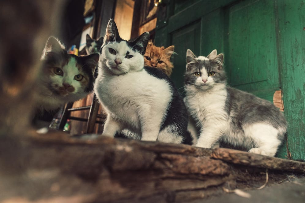 Sozialverhalten der Katzen: Forscher haben einen Zusammenhang mit dem Hormonhaushalt festgestellt.