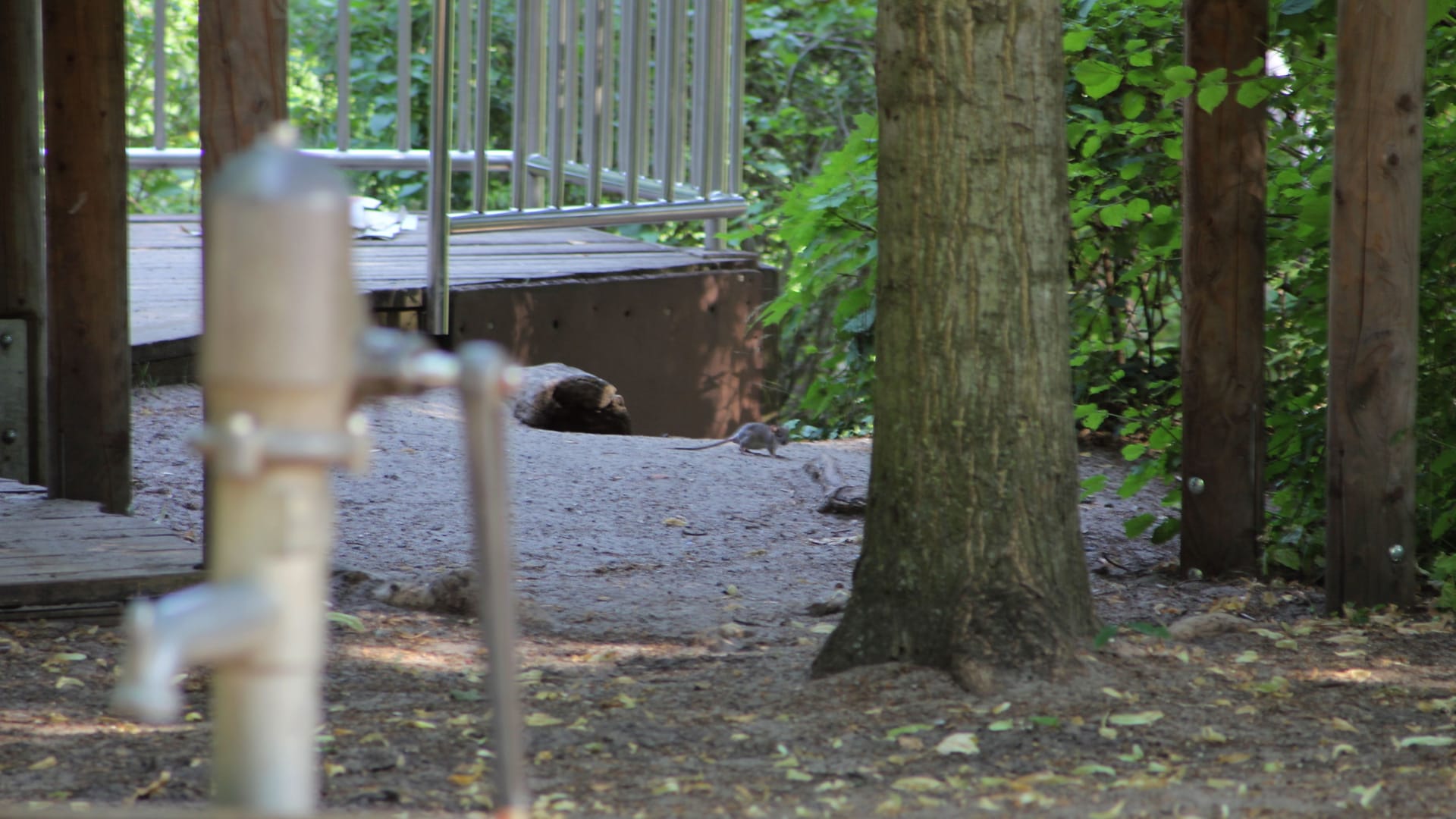 Der Spielplatz "Robinsönchen" ist verwaist – zumindest von Kindern. Hier haben Ratten nun das Sagen. Der Spielplatz "Robinsönchen" ist verwaist – zumindest von Kindern. Hier haben Ratten nun das Sagen.