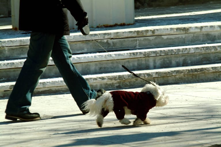 Ein angezogener Hund (Archivbild): Die Marke verkauft nach eigener Aussage Modetrends – nur eben fürs Tier.