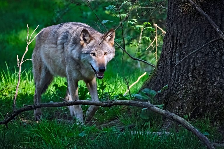Wolf in der Natur (Symbolfoto): In Baden-Württemberg ist ein weiteres Tier unterwegs. Woher es kommt, ist unklar.