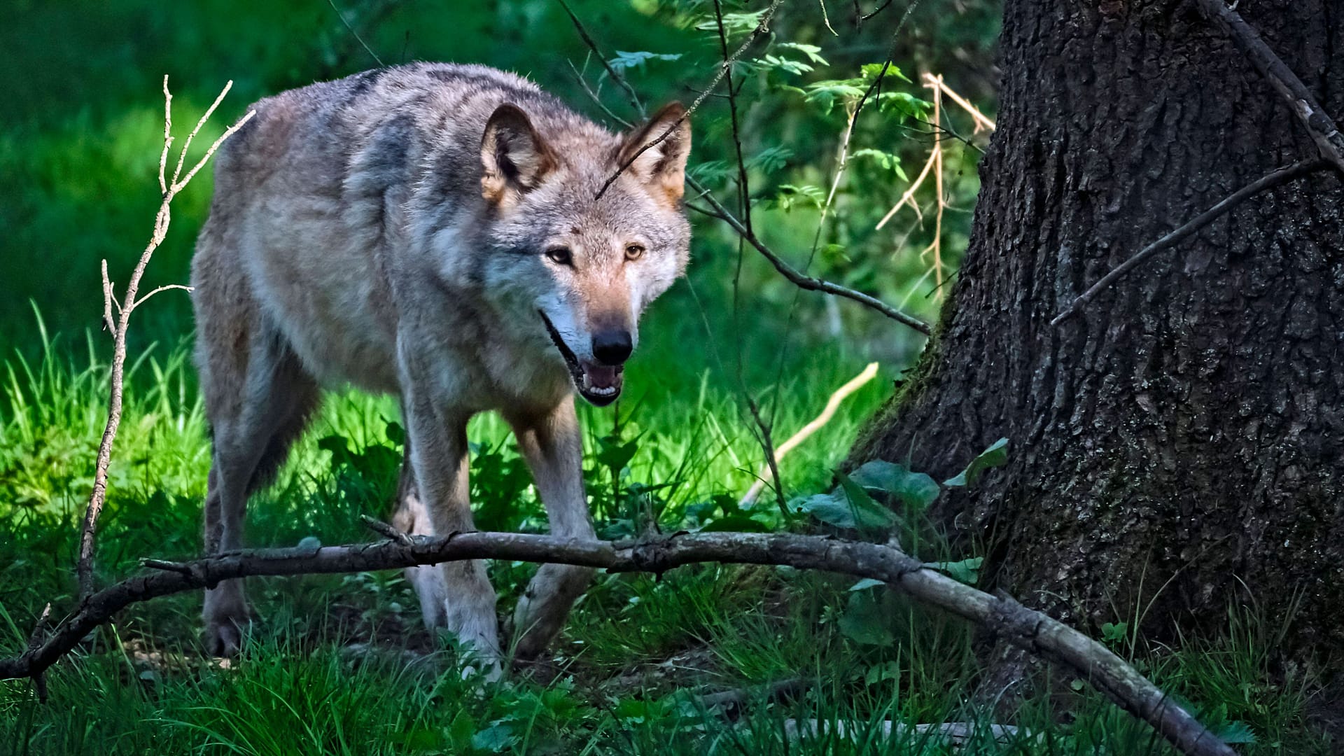 Wolf in der Natur (Symbolfoto): In Baden-Württemberg ist ein weiteres Tier unterwegs. Woher es kommt, ist unklar. Wolf in der Natur (Symbolfoto): In Baden-Württemberg ist ein weiteres Tier unterwegs. Woher es kommt, ist unklar.