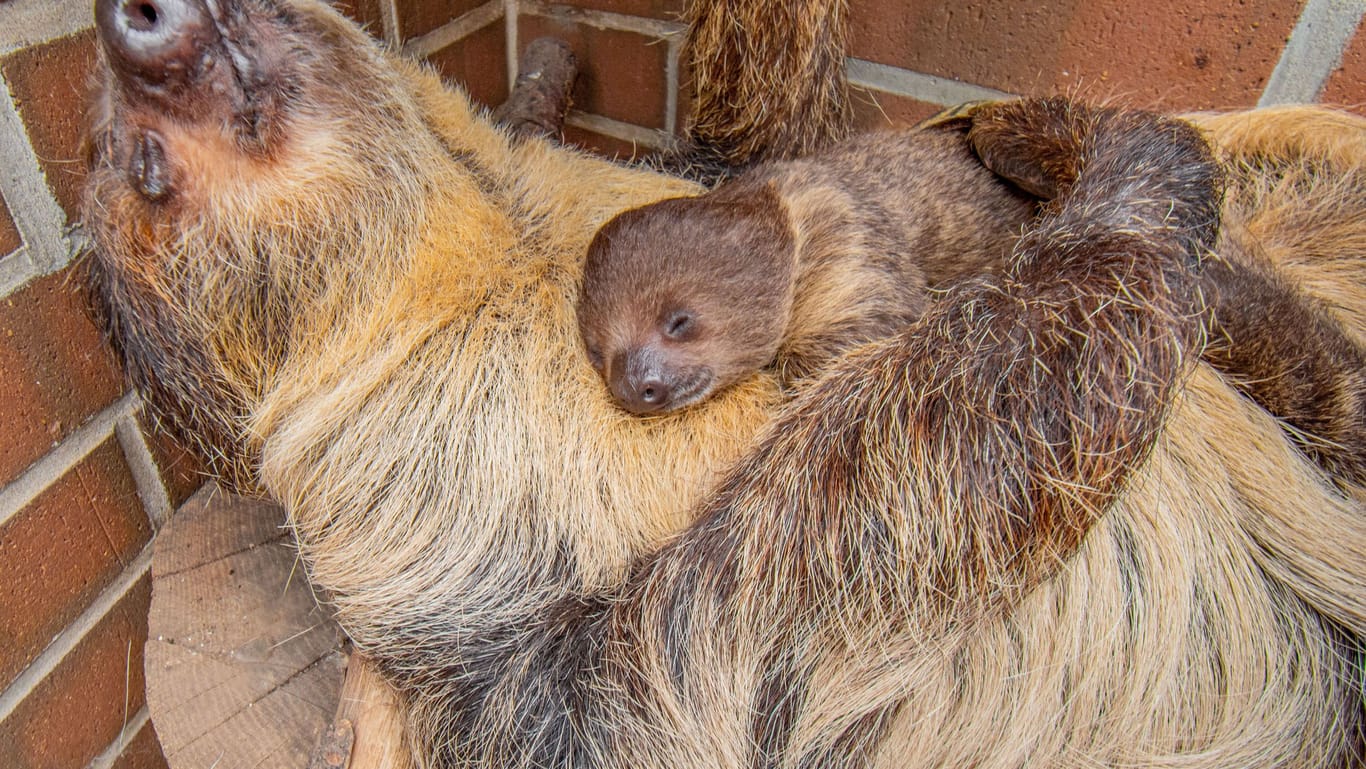Das Faultier-Baby mit seiner Mutter Hexe bei einem Mittagsschlaf: Das Tier zeigt sich nun erstmals den Besuchern des Zoos.