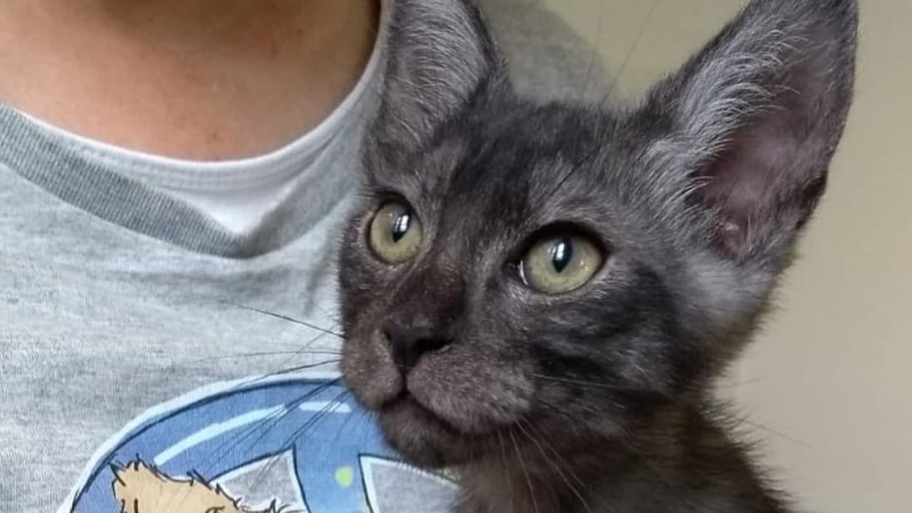Katze "zu verschenken" Ehepaar will wegen Urlaubsreise Haustier loswerden