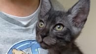 Katze "zu verschenken": Ehepaar will wegen Urlaubsreise Haustier loswerden