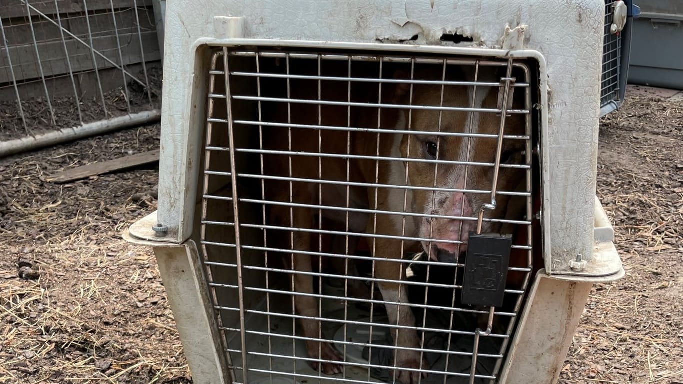 Einer der verwahrlosten Tiere: Es wurde aus der "Hundehölle" gerettet.