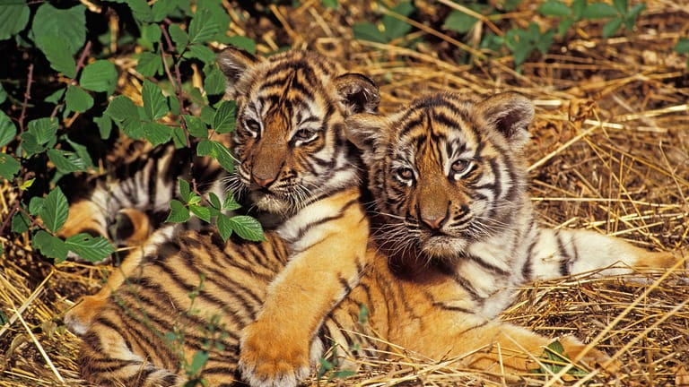 Zwei junge Sumatra-Tiger (Symbolbild): Ein neuer Tigervater soll die Probleme in Zukunft vermeiden.