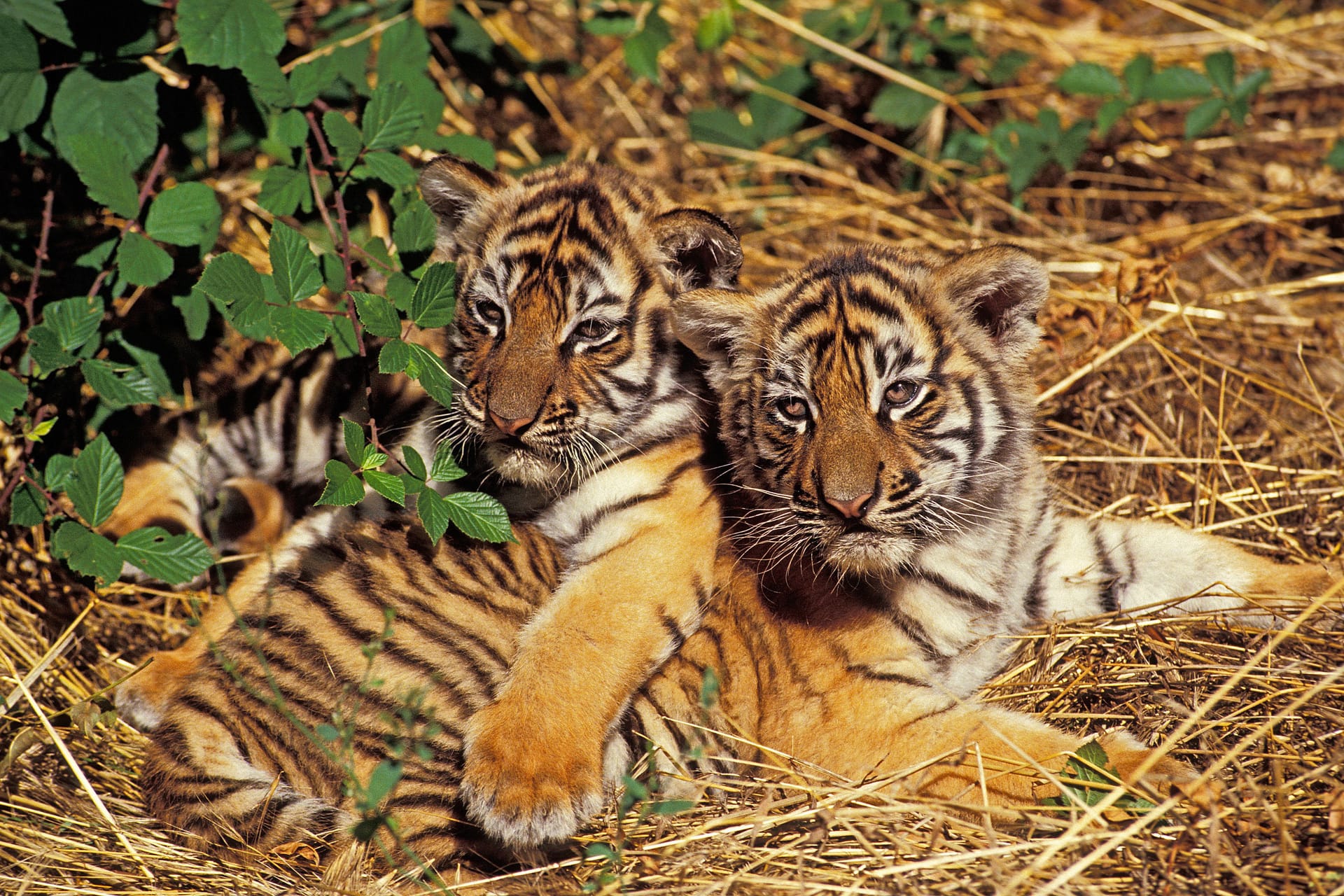 Zwei junge Sumatra-Tiger (Symbolbild): Ein neuer Tigervater soll die Probleme in Zukunft vermeiden.