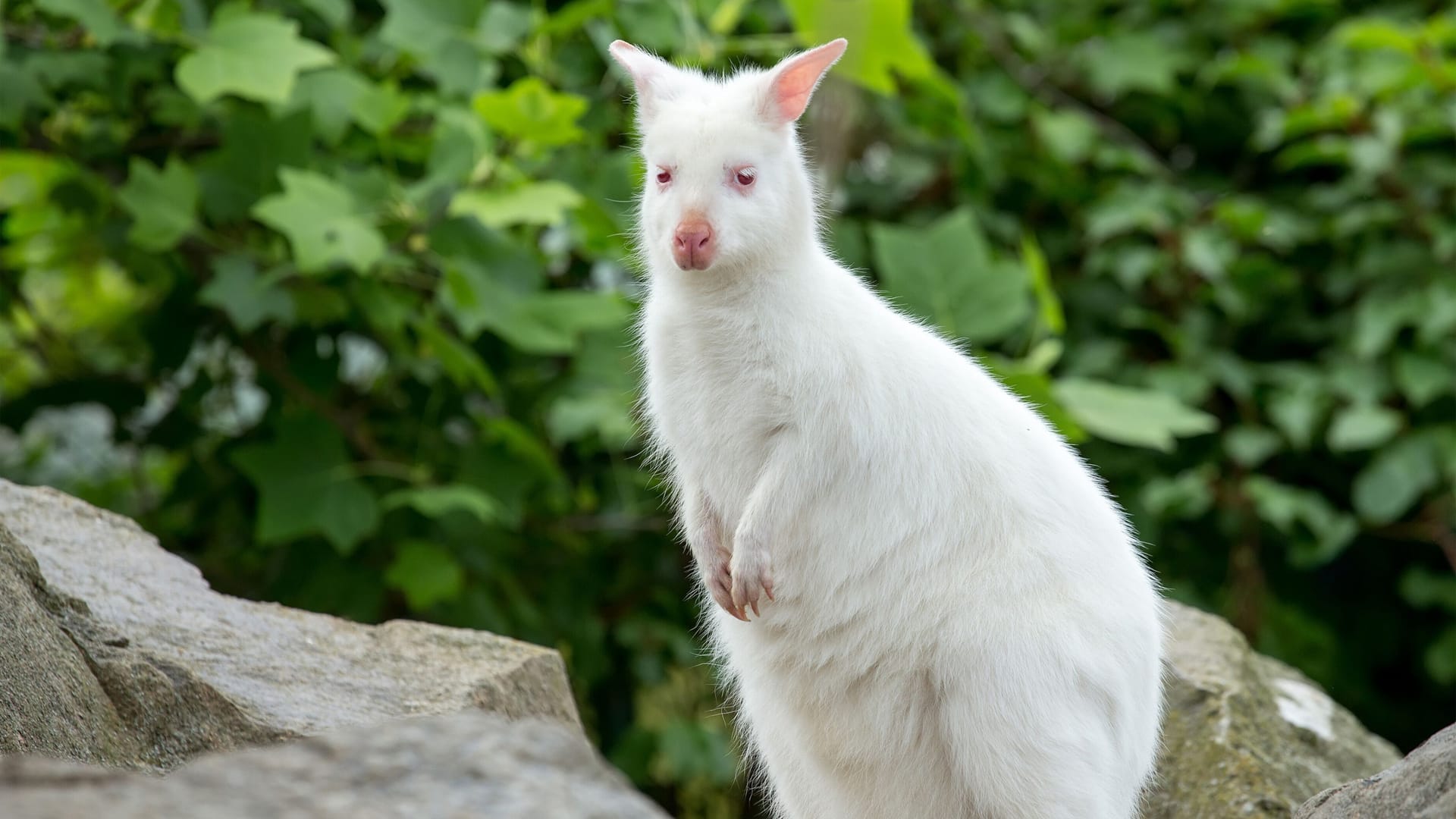 Ein weißes Wallaby-Känguru (Symbolbild): Das Tier war aus einem privaten Gehege ausgebüxt. Ein weißes Wallaby-Känguru (Symbolbild): Das Tier war aus einem privaten Gehege ausgebüxt.