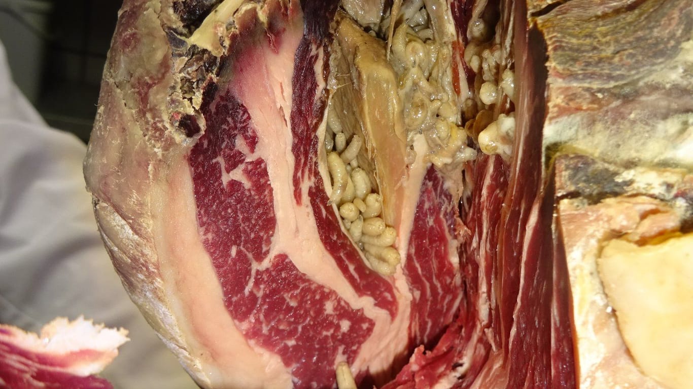 Ekelfund im teuren Fleisch: In den Rinderrücken wimmelte es nur so von Maden.