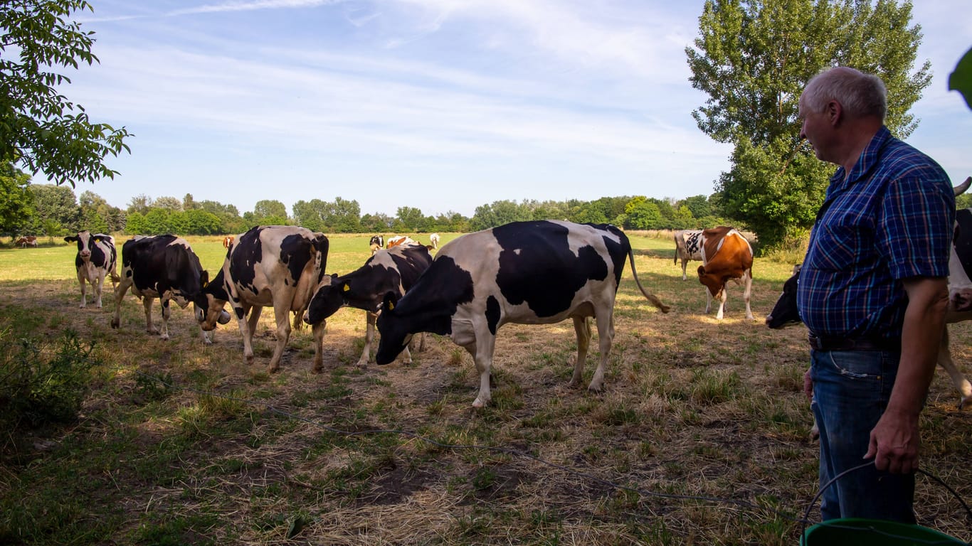 Viehtrieb in der Pfalz: Milchkühe auf ihrem abendlichen Weg in den Stall. Für viele Landwirte rentiert sich die Tierhaltung kaum noch, sie sind zwischen dem Preiskampf am Markt und zunehmenden gesetzlichen Auflagen gefangen.